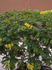 Senna