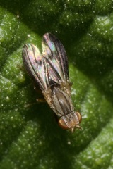 Trixoscelis marginella