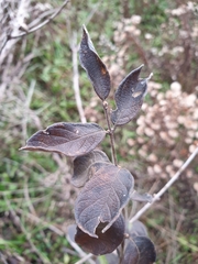 Lonicera