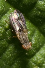 Trixoscelis marginella