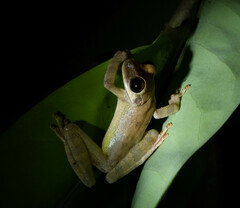 Osteocephalus yasuni