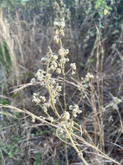Sida cordifolia