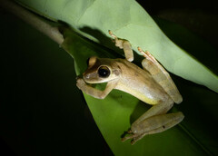 Osteocephalus yasuni