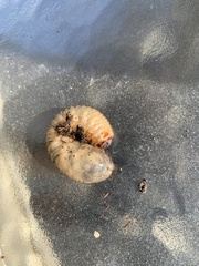 Cyclocephala borealis