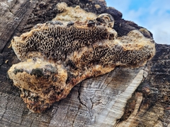 Coriolopsis gallica