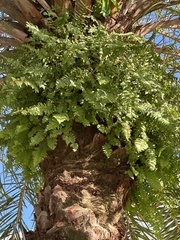 Nephrolepis exaltata