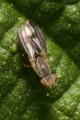 Trixoscelis marginella