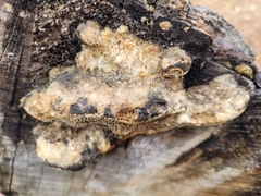 Coriolopsis gallica