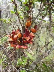 Puccinia magellanica