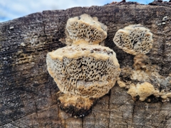 Coriolopsis gallica
