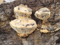 Coriolopsis gallica