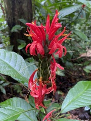 Pachystachys coccinea
