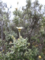 Chiliotrichum diffusum