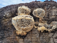 Coriolopsis gallica