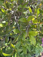 Quercus hemisphaerica