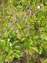 Nothofagus antarctica