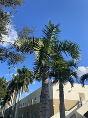 Arecaceae