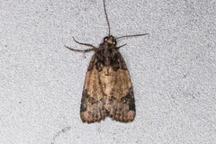 Bryolymnia ensina
