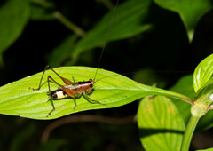 Conocephalus versicolor