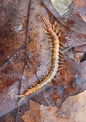 Scolopocryptops peregrinator