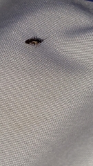 Ausejanus albisignatus