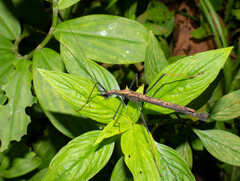 Pseudophasma bispinosum