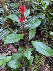 Pachystachys coccinea