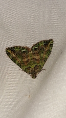 Austrocidaria similata