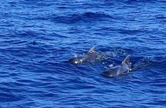 Globicephala macrorhynchus