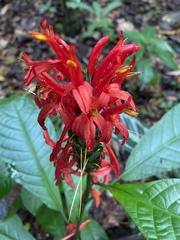 Pachystachys coccinea