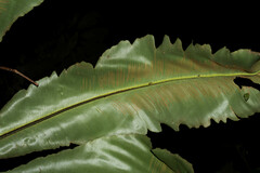 Asplenium serratum