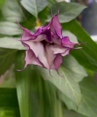 Datura metel