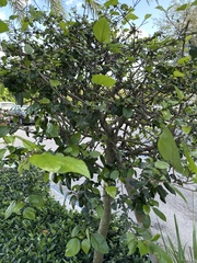 Cordia sebestena