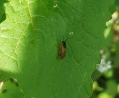 Tenthredinoidea