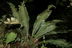 Asplenium serratum