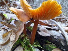 Heimiomyces tenuipes