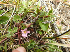 Geranium sessiliflorum