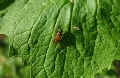 Tenthredinoidea
