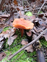 Heimiomyces tenuipes