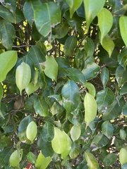 Ficus benjamina