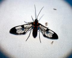 Mirandisca harpalyce