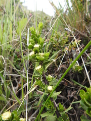 Baccharis patagonica