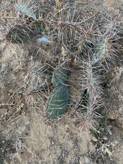 Opuntia tortispina