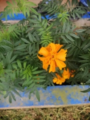 Tagetes