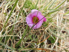 Oxalis enneaphylla