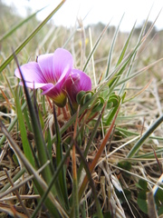Oxalis enneaphylla