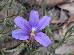 Scaevola ramosissima