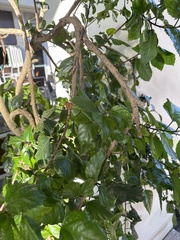 Polyscias guilfoylei