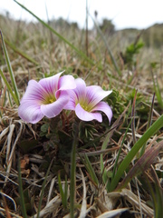 Oxalis enneaphylla