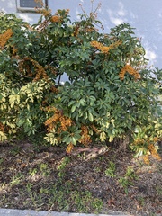 Heptapleurum arboricola